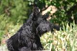 SCOTTISH TERRIER 278